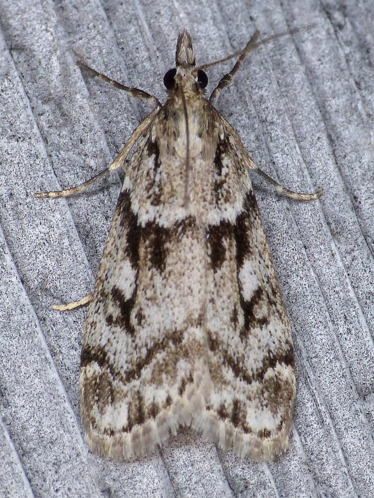 Eudonia vivida from Cormierville, Kent County, NB, Canada on July 21