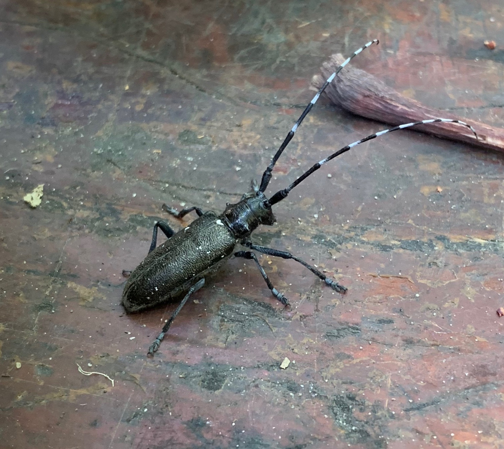 Whitespotted Sawyer Beetle (Beetles of Chicago Wilderness) · iNaturalist