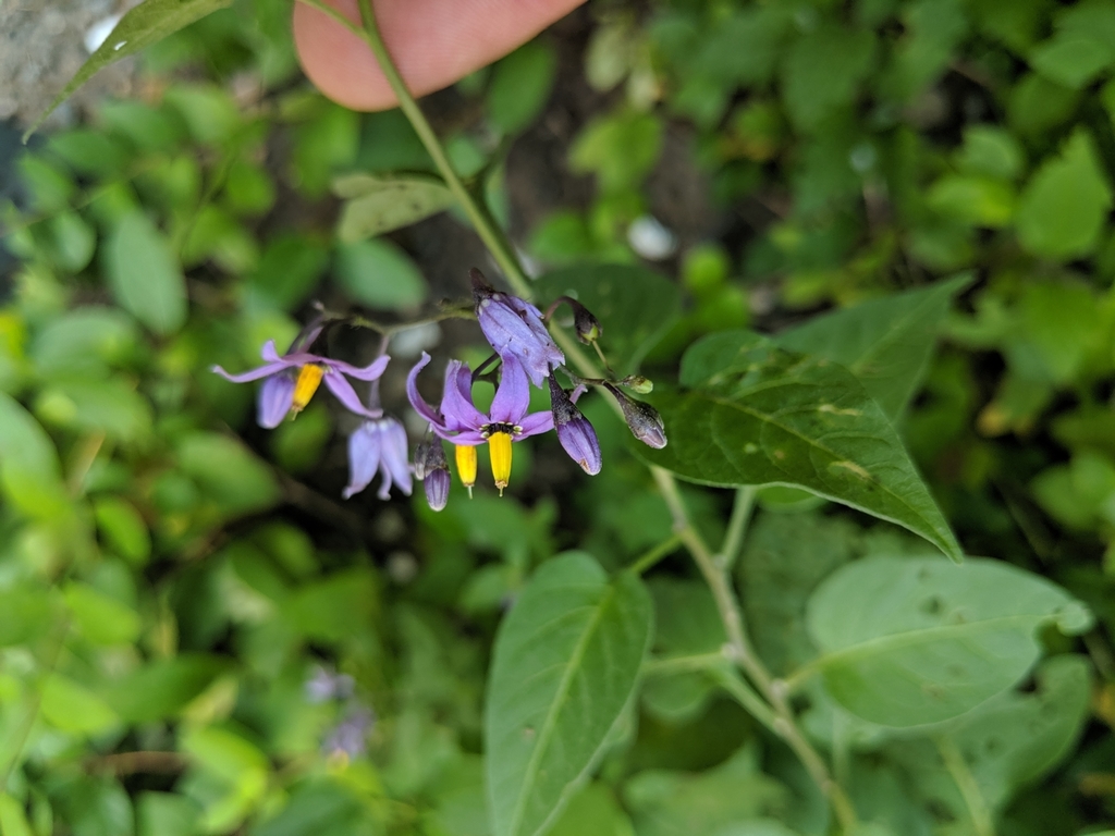 bittersweet nightshade (Angiosperms of Southeast Michigan