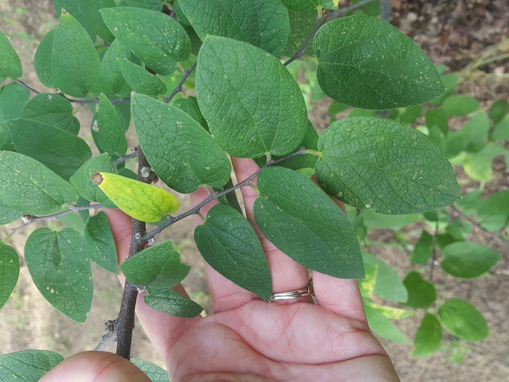 netleaf hackberry (Duprii ) · BioDiversity4All