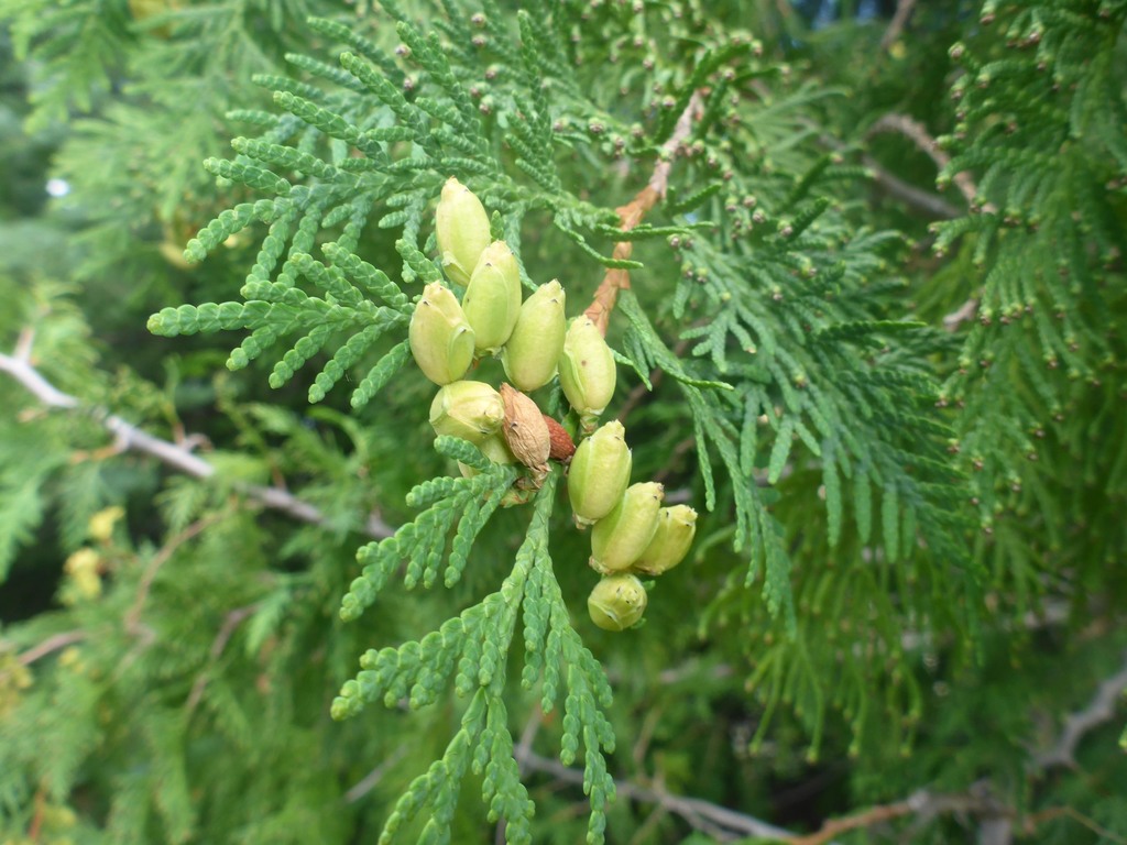 Eastern White Cedar (Trees of Manitoba) · iNaturalist
