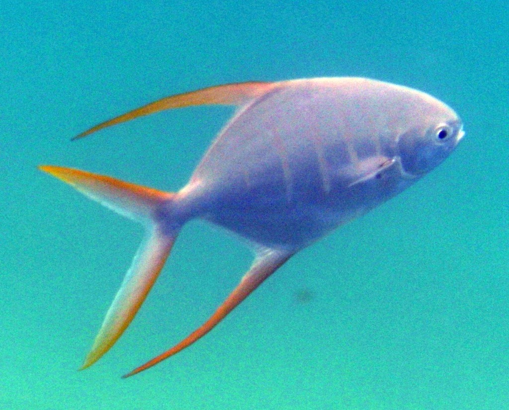 Gafftopsail Pompano (Fish of the Gulf of California (aka Sea of Cortez)) · iNaturalist