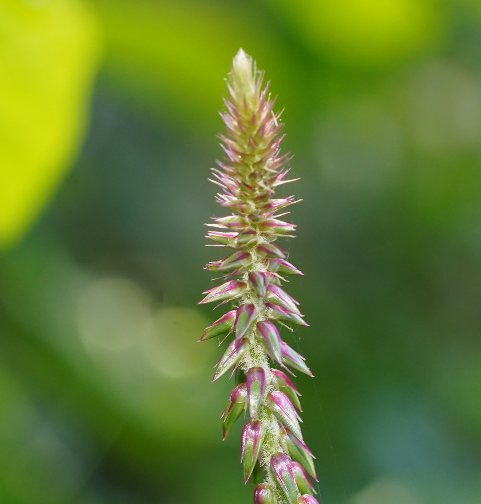 Devil's Horsewhip from Homestead QLD 4816, Australia on July 30, 2019