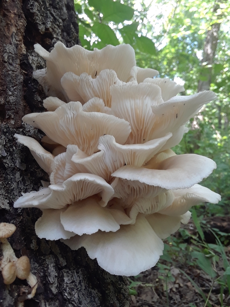 Oyster Mushroom Identification
