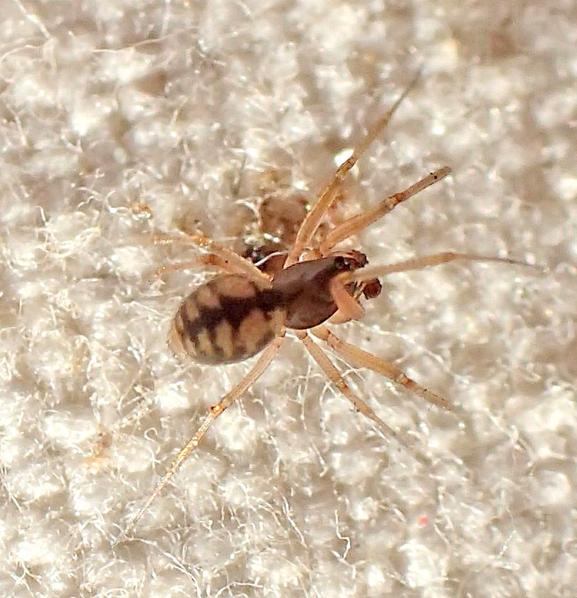 (Spiders (Arachnida, Araneae) in Spanish National Parks