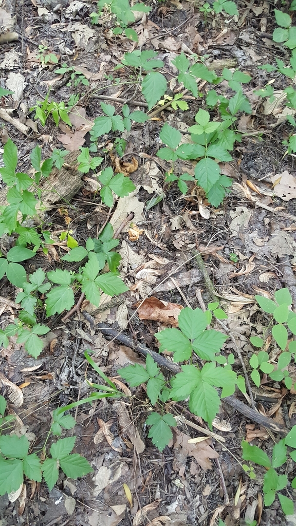 common dewberry (Hot Springs National Park) · BioDiversity4All