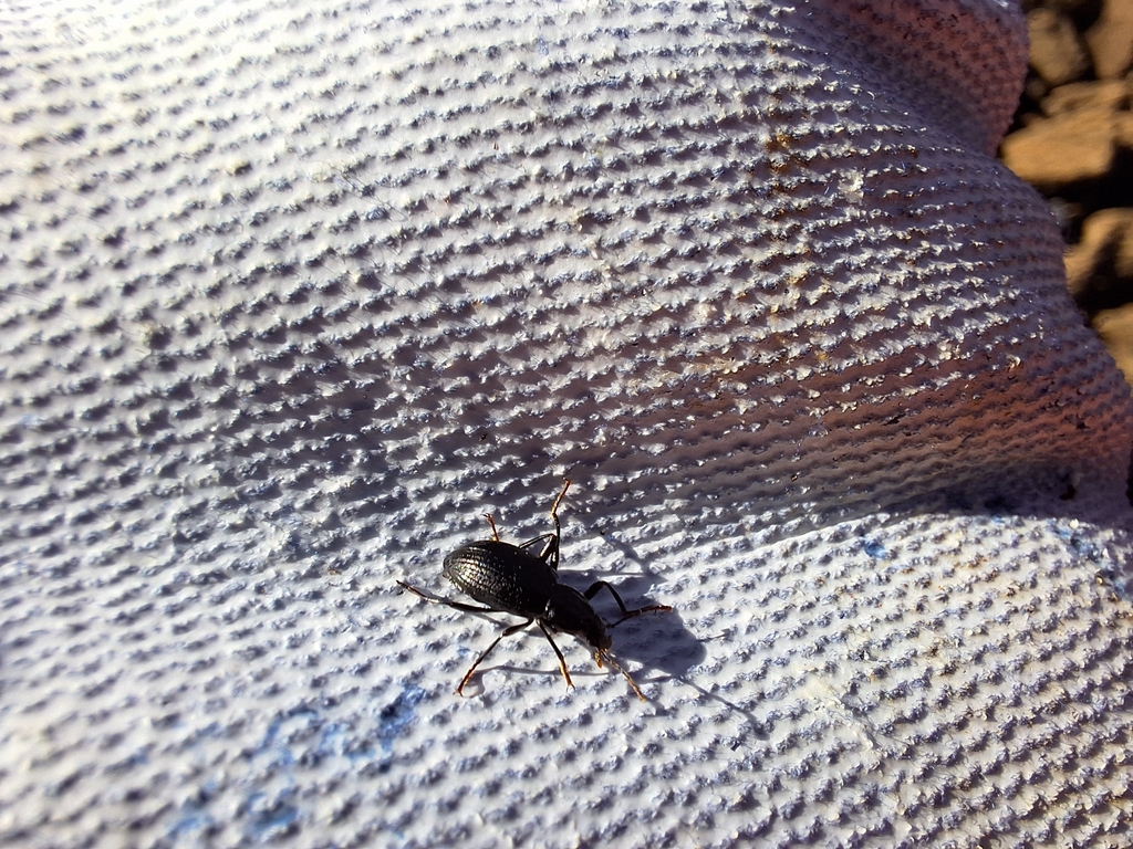 Darkling Beetles from Blenheim 7275, New Zealand on March 5, 2025 at 05