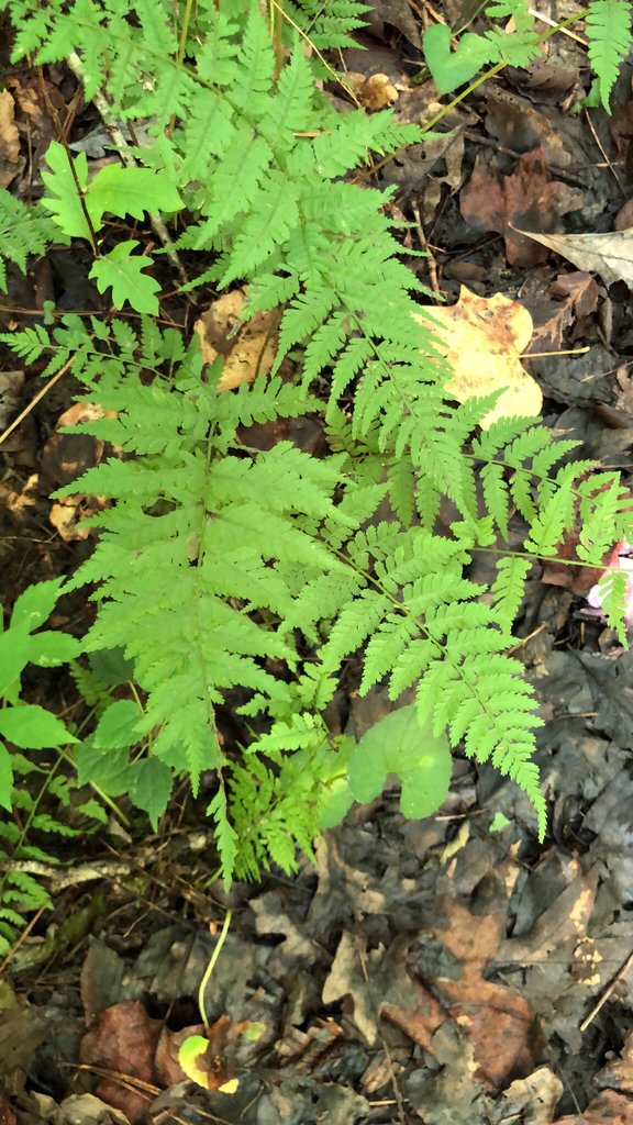 fragile ferns (Cystopteris) Wade's Blog