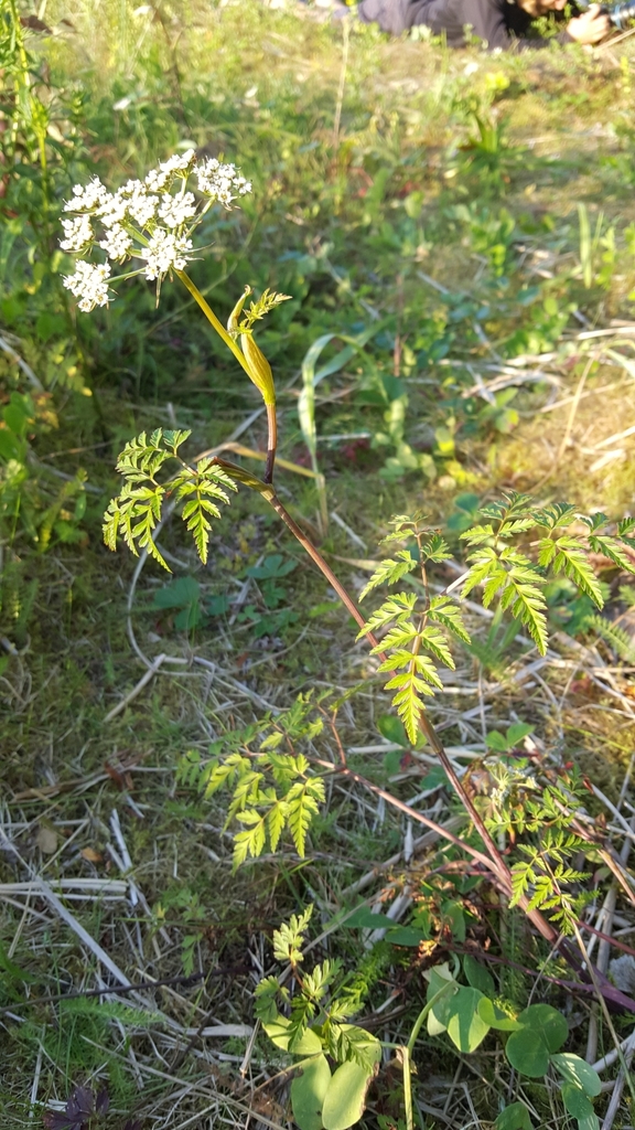 Conioselinum (Apiaceae (Parsley) of the Pacific Northwest) · iNaturalist