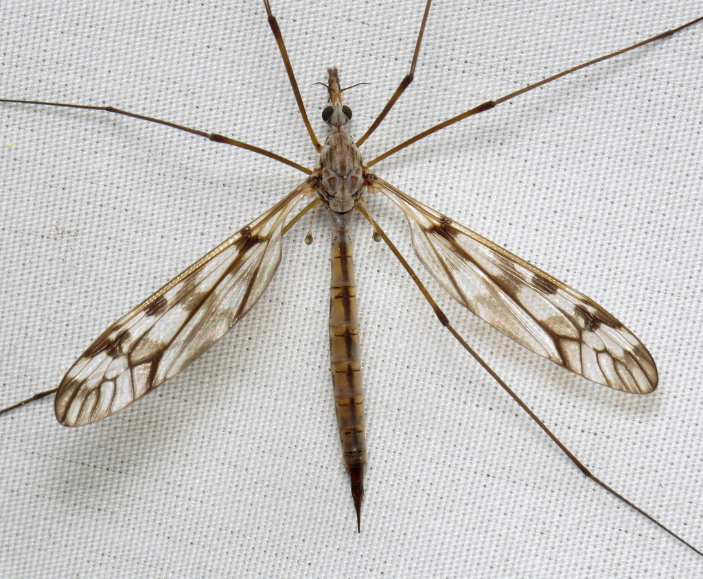 Pterelachisus from Western Ave, Easton, MA, USA on June 16, 2016 at 09