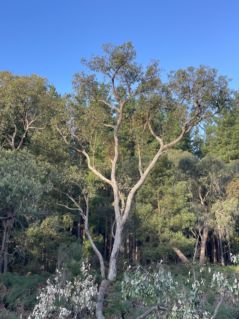 dnicolle, 2025, Brown Stringybark Eucalyptus baxteri, https://www.inaturalist.org/observations/267158232