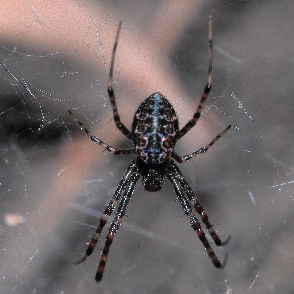 Papuan Hermit Spider from Irvinebank QLD 4887, Australia on August 08