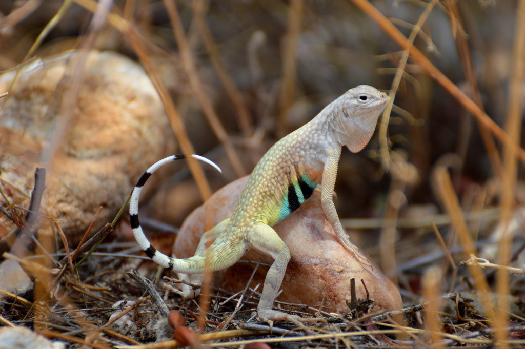 Zebratailed Lizard (West Lambert Lane Park Phenology Trail