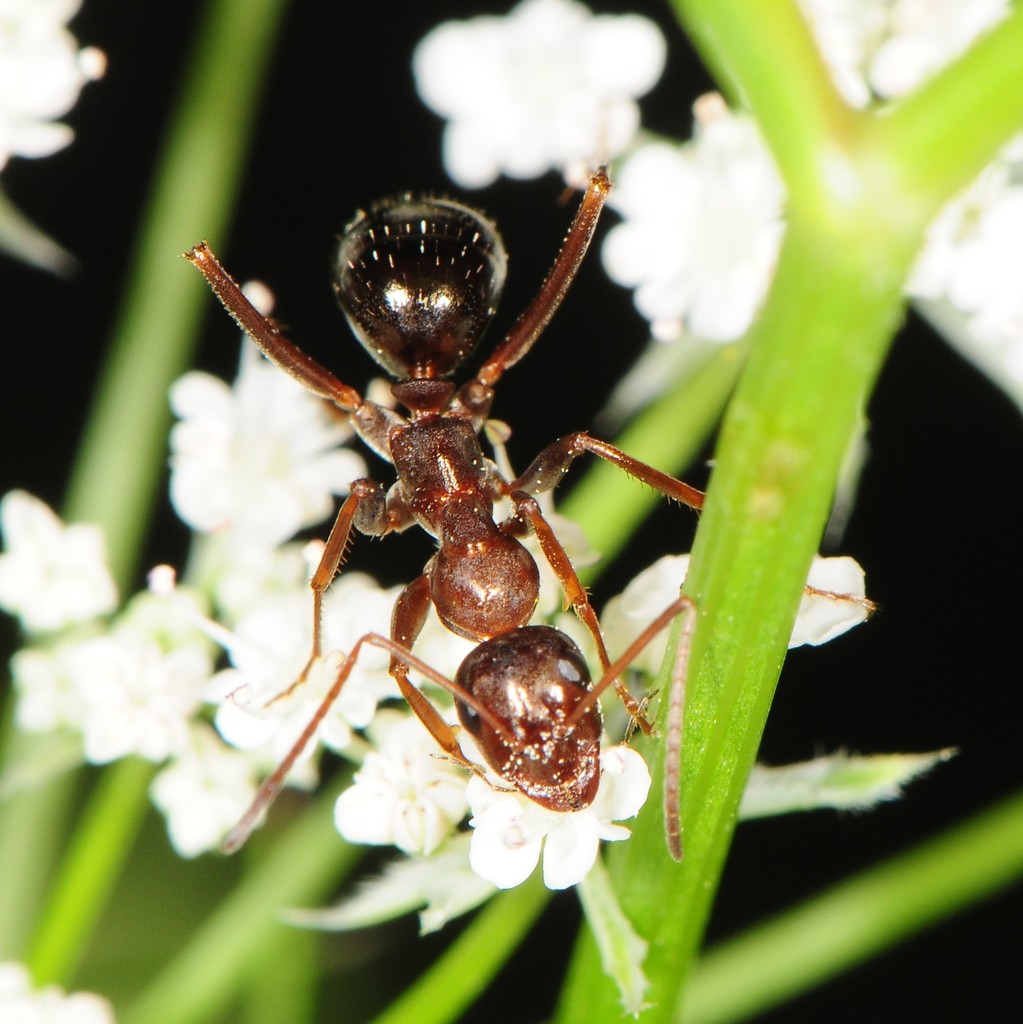 Pale Field Ant (The Ants of Ohio) · NaturaLista Mexico