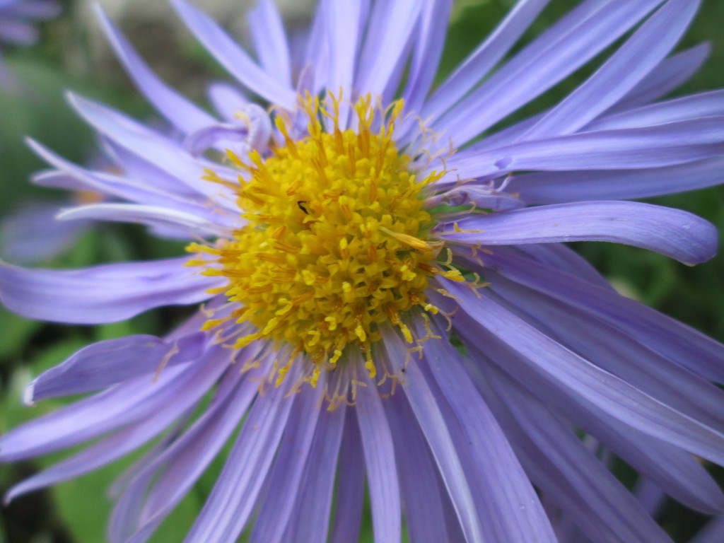 sunflowers, daisies, asters and allies (Flora and Fauna of Randall's Island ) · iNaturalist