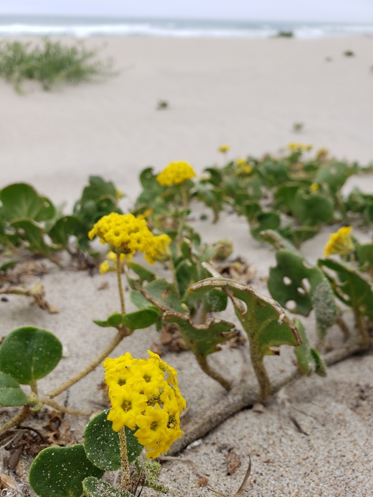 Yellow Sand Verbena (Principal Plant Communities of California