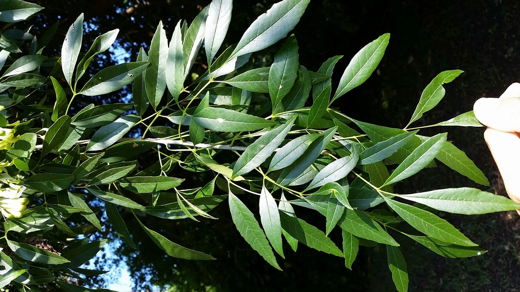 Mexican Ash (Flora and Fauna of the Rio Grande Valley) · iNaturalist