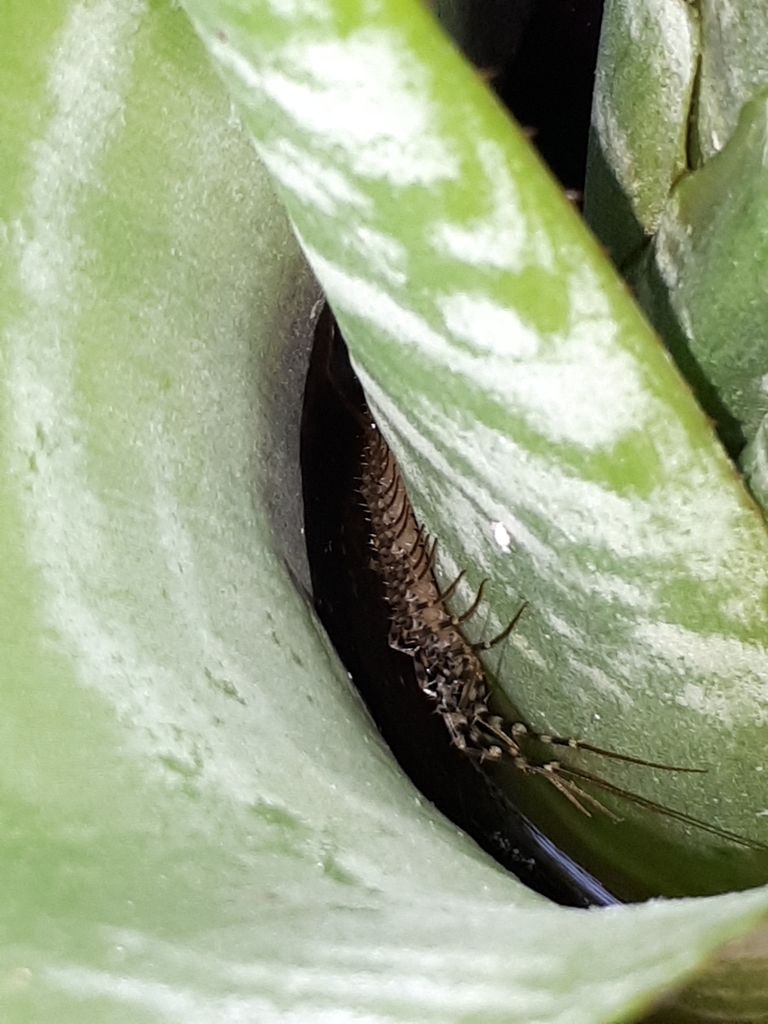 Japanese House Centipede from 55 Haraichi, Annaka, Gunma 3790133