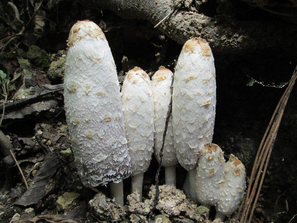 Shaggy Mane (A Field Guide To Edible and Medicinal Mushrooms of the