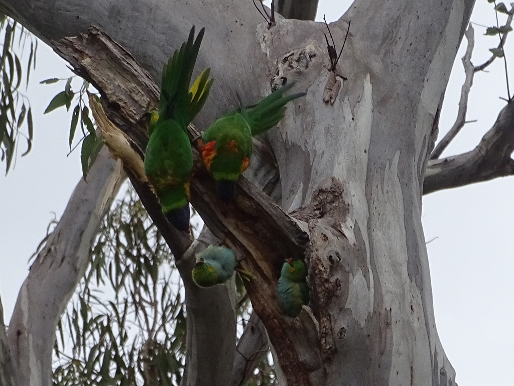 Rainbow Lorikeet from Grasby Memorial Park, Balhannah SA 5242