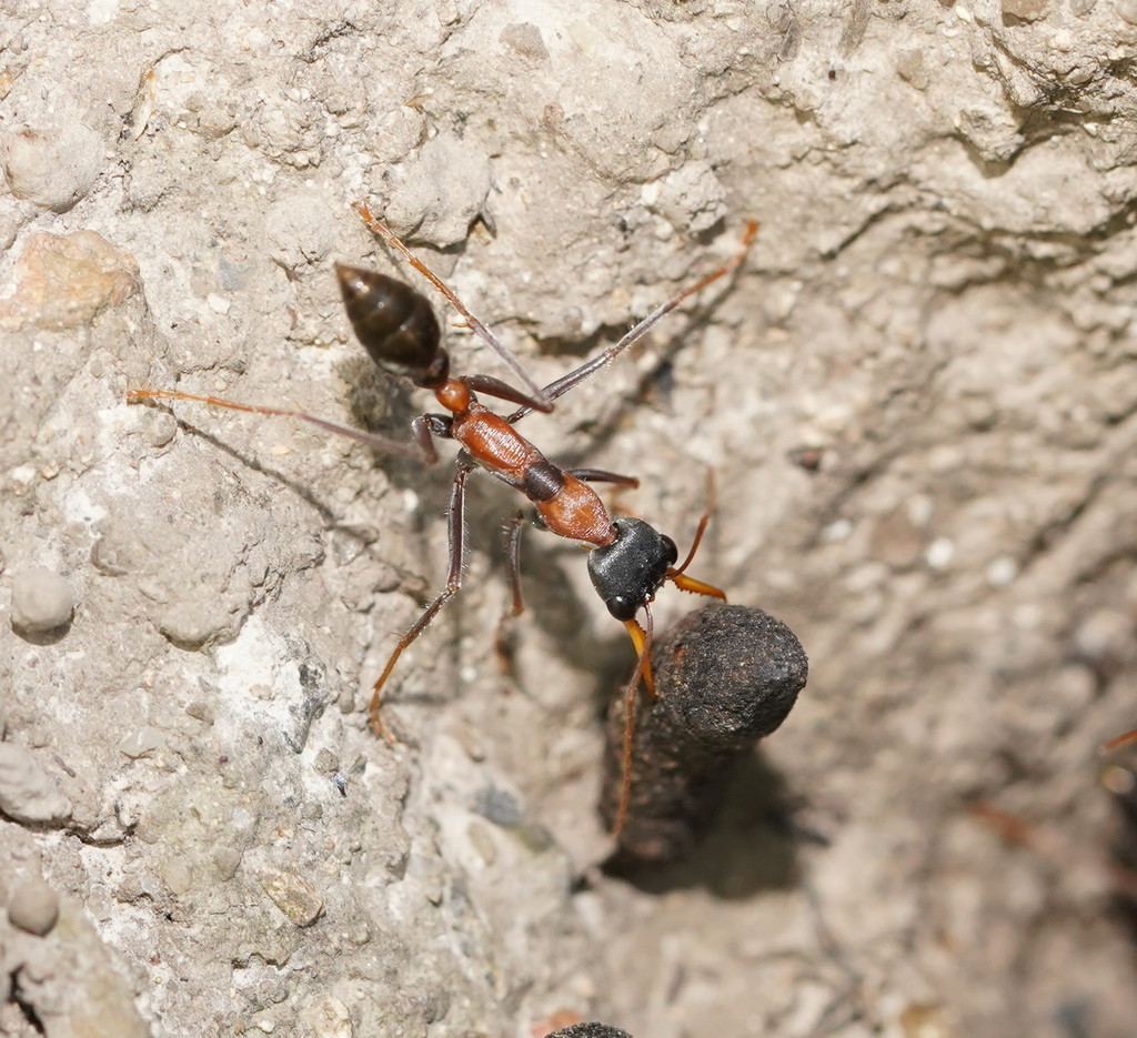 Jumping Jack Ant from Cardstone QLD 4854, Australia on August 29, 2019
