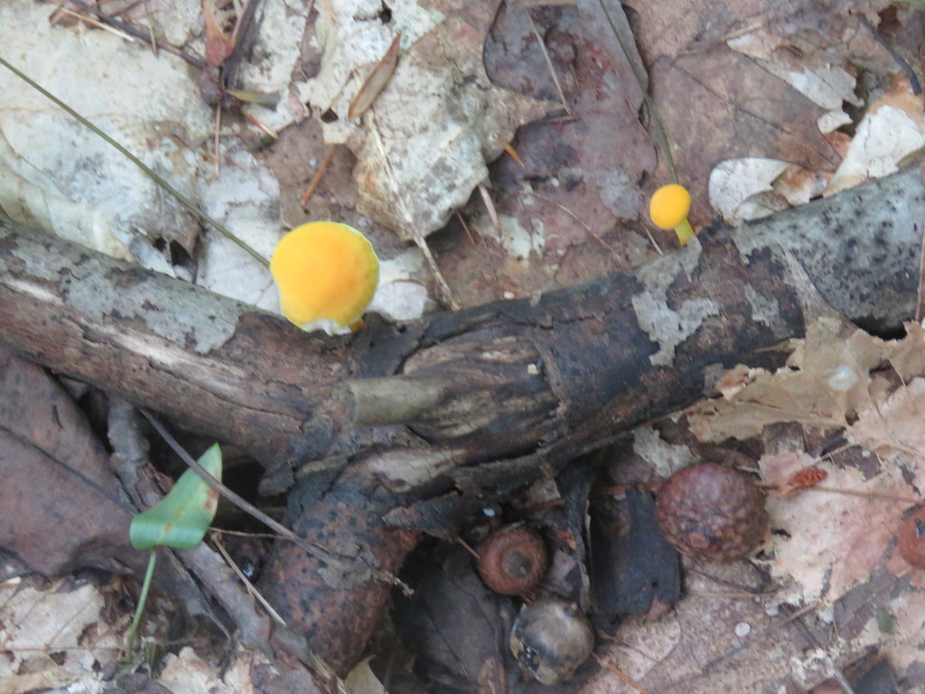 golden coincap from 87 Ritchie Ave, Milton, VT 05468, USA on August 30
