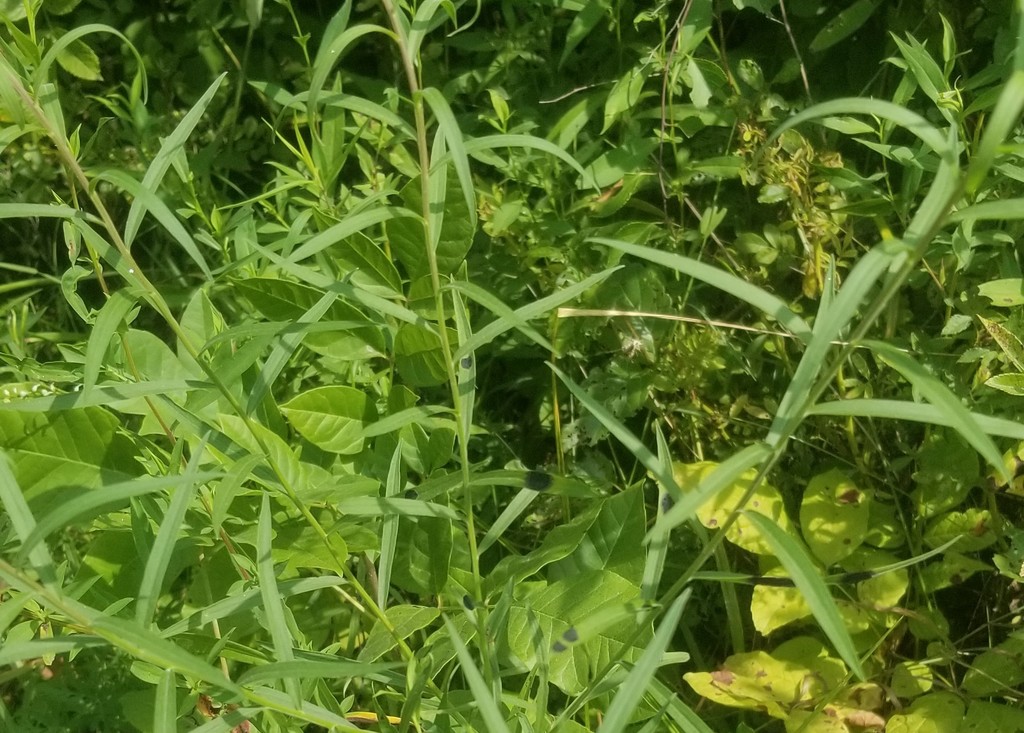 Asteromyia Gall Midge Fungus from Penitentiary Glen Reservation
