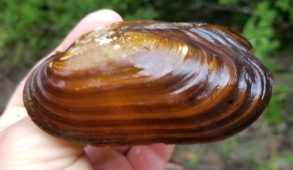 Freshwater Pearl Mussel (Canaiad's Freshwater Mussels of Canada