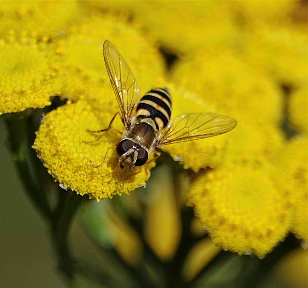 Common Flower Flies from Nanaimo, BC on September 08, 2019 at 1119 AM