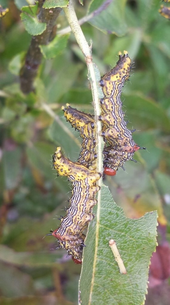 Redhumped Caterpillar Moth (Caterpillars of Ontario) · iNaturalist