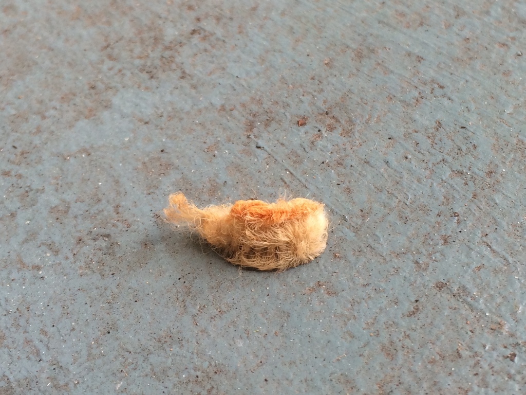 Southern Flannel Moth from Hannon Park, Mobile, AL 36604, USA on August