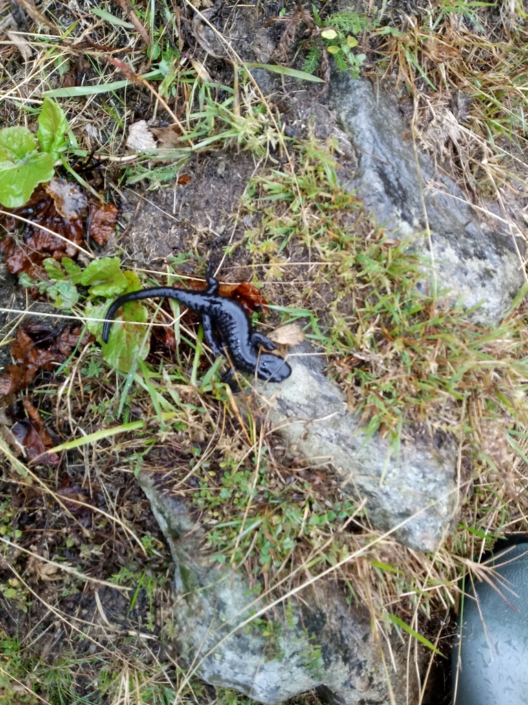 Lanza's Alpine Salamander in September 2019 by Daniele Seglie. 1 M