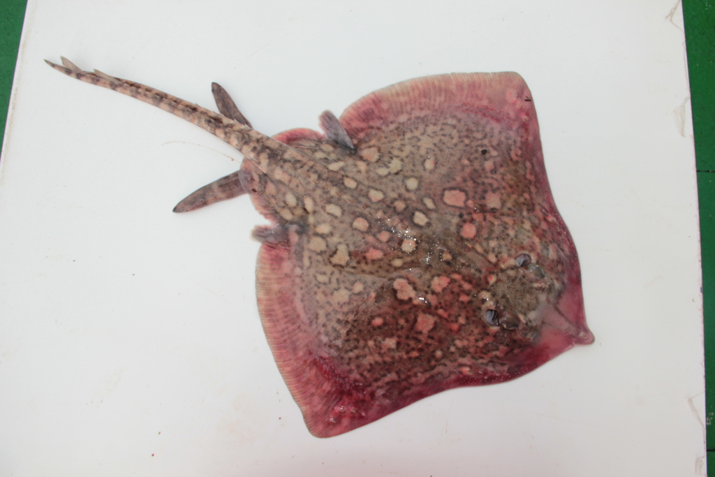 Thornback Skate (SVERIGES BÄSTA GUIDE) · iNaturalist