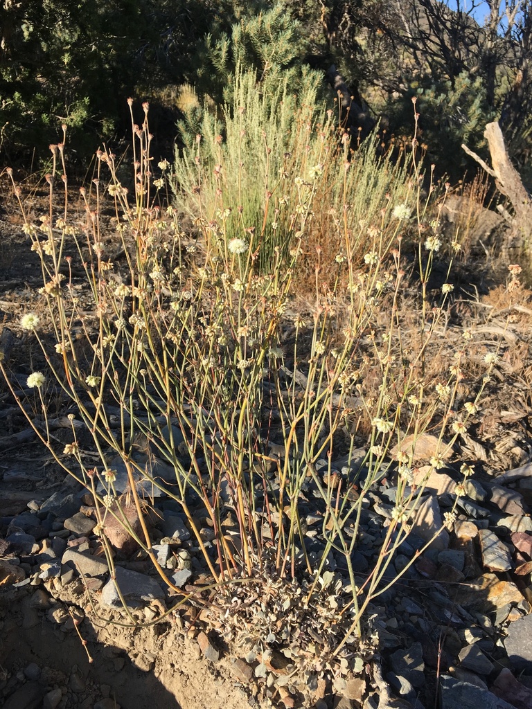 pinyon mesa buckwheat in September 2019 by Matt Berger · iNaturalist