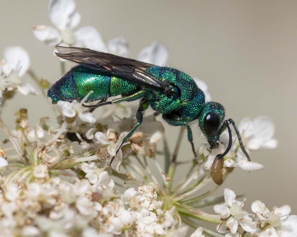 Cuckoo Wasps (Arthropods of Rosewood Nature Study Area) · iNaturalist