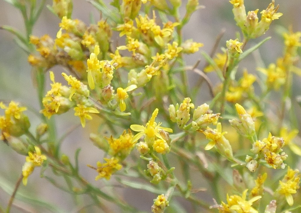 Broom Snakeweed (Plants of the Clifford Duncan Memorial Ute Learning