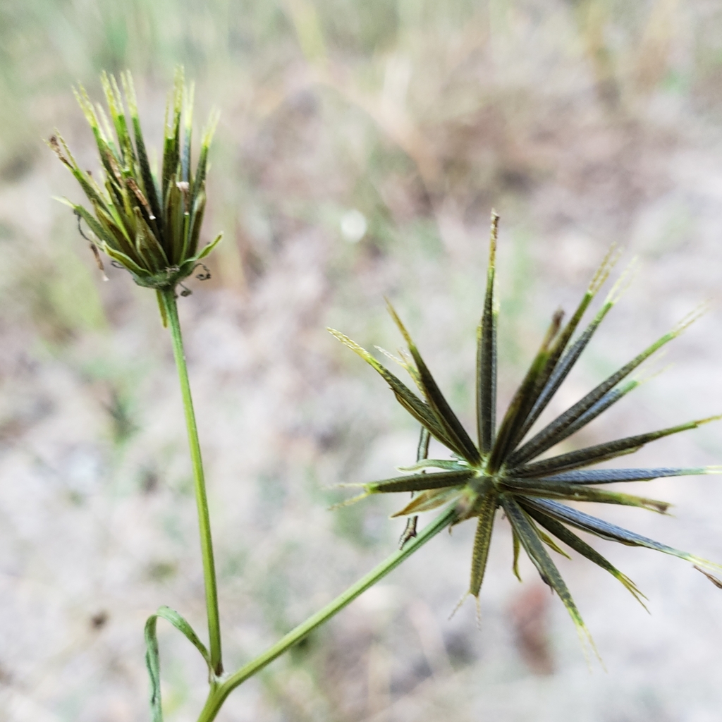 Spanish needles (Mingo National Wildlife Refuge) · BioDiversity4All