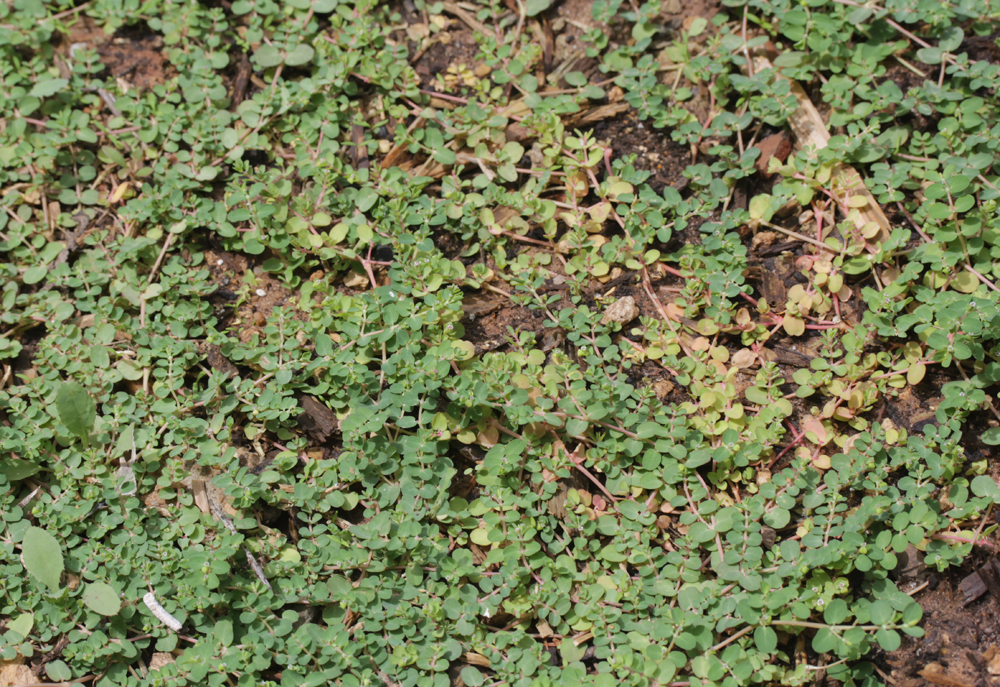 Matted Sandmat (The Weedy Species of Sandmats (Euphorbia sect
