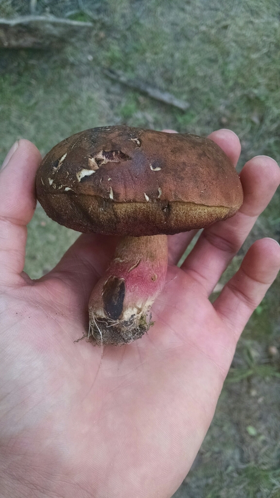 boletes from Bunker Hill North Flatwoods, Niles, IL, USA on September
