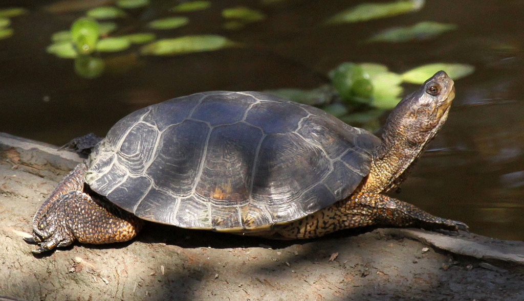 Western Pond Turtle (Fort Ord Natural Reserve Trapping Field Guide) · BioDiversity4All