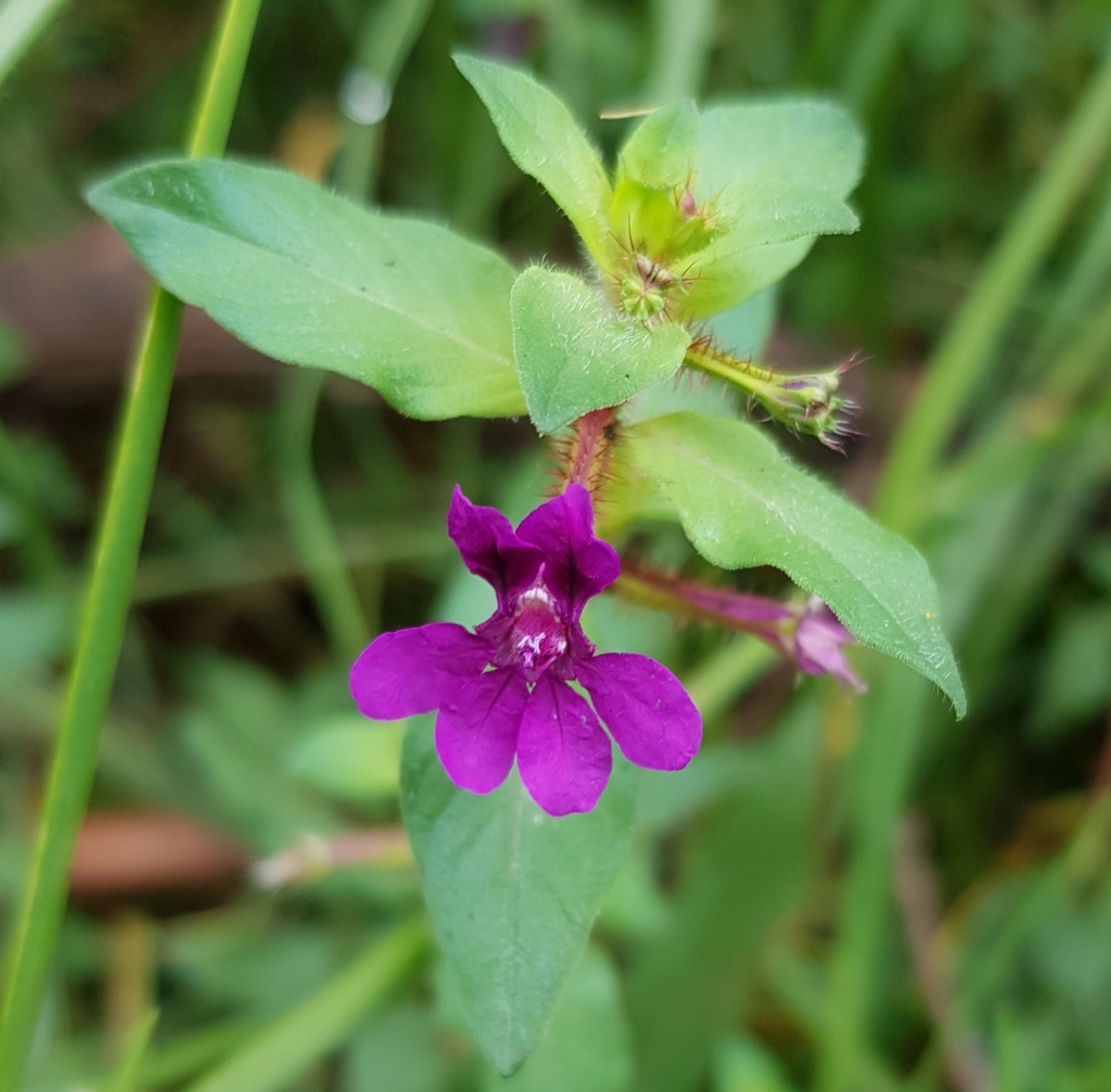 Hierba del cáncer (Plantas del municipio de Coixtlahuaca) · iNaturalist