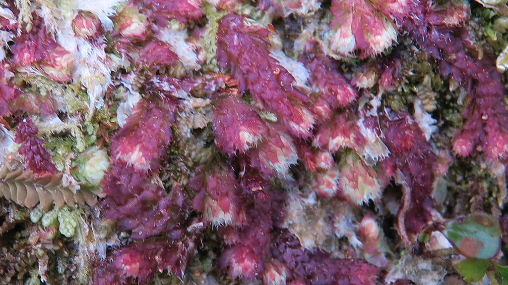 Balantiopsis from 2290 Carrington Rd, New Plymouth 4374, New Zealand on