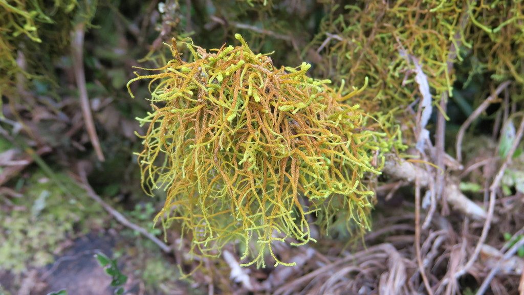 Papillaria from 2290 Carrington Rd, New Plymouth 4374, New Zealand on