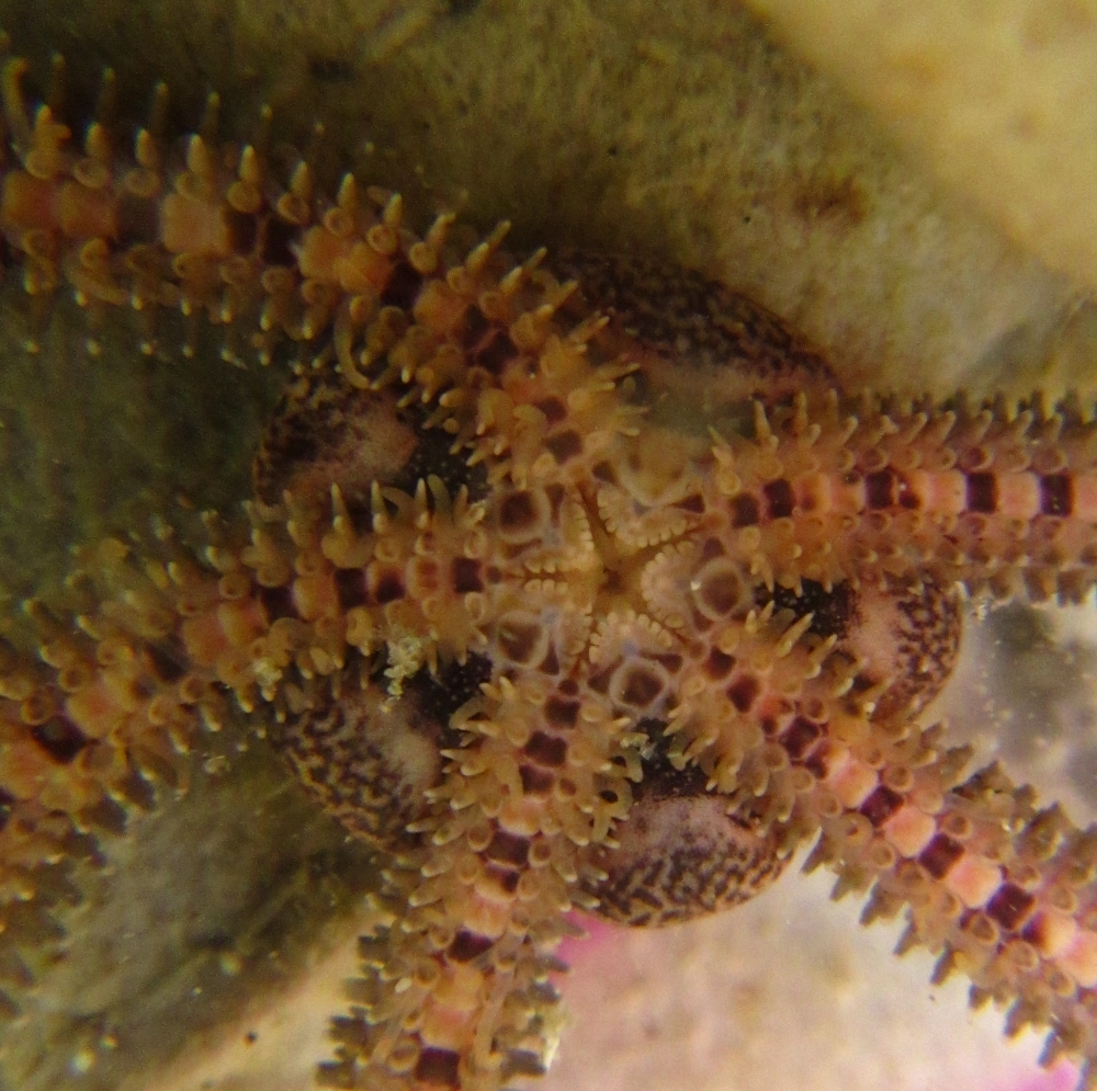 Photographing Brittle Stars (Getting Good Photos For Identification