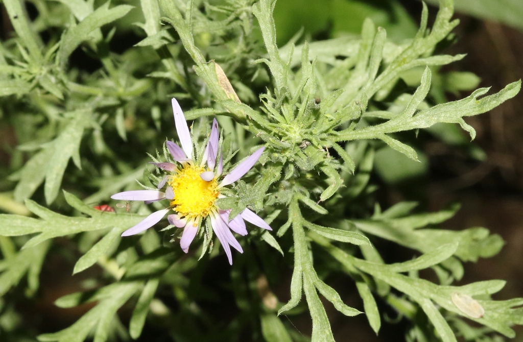 Tahoka daisy (Maricopa Native Seed Library) · iNaturalist
