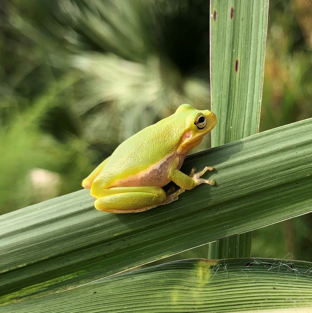 Squirrel Tree Frog from St Johns County, FL, USA on September 26, 2019