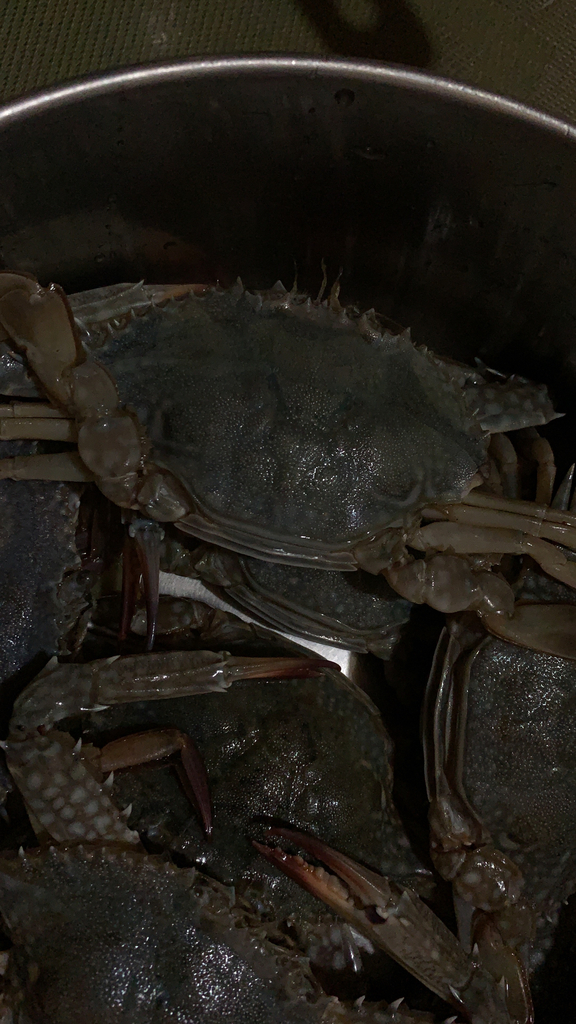 Swimming Crabs from Quezon City on September 28, 2019 by booster