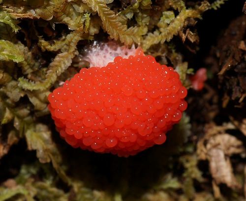 Red Raspberry Slime Mold (Tubifera ferruginosa) · iNaturalist Australia