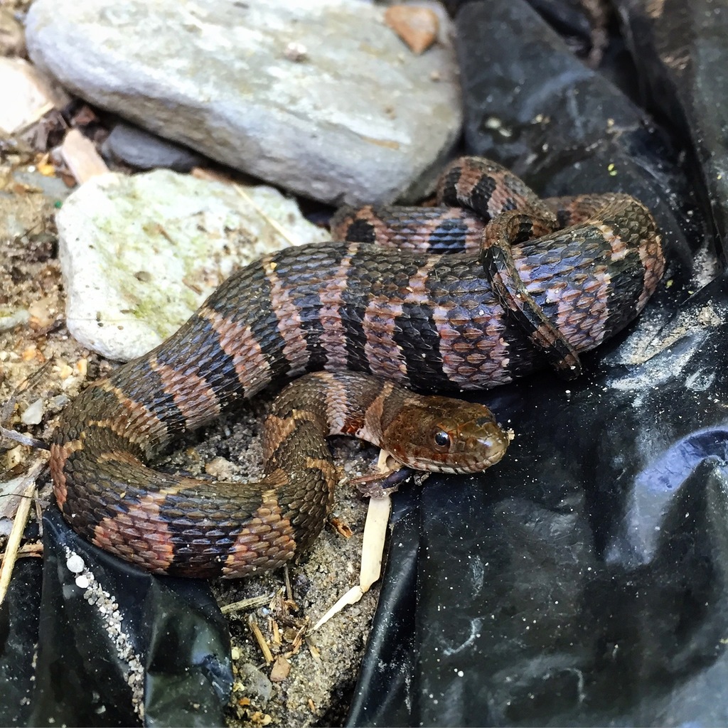 Northern Water Snake (Reptiles of Pennsylvania) · BioDiversity4All(03)