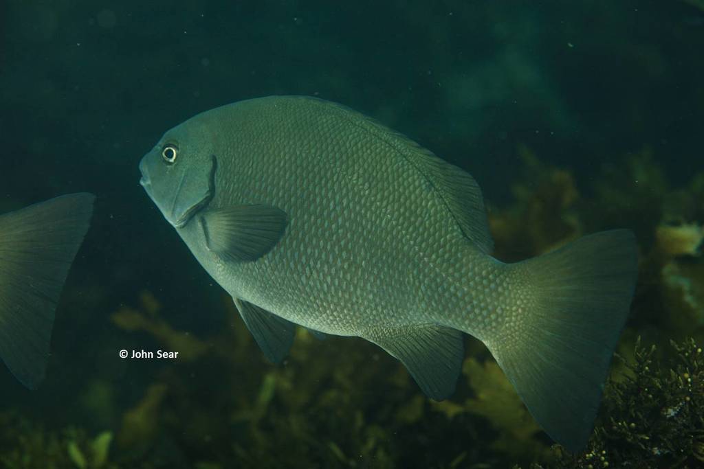 Rock Blackfish (Fishes of Cabbage Tree Bay Aquatic Reserve, Sydney
